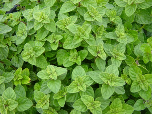 ORIGANO FOGLIE